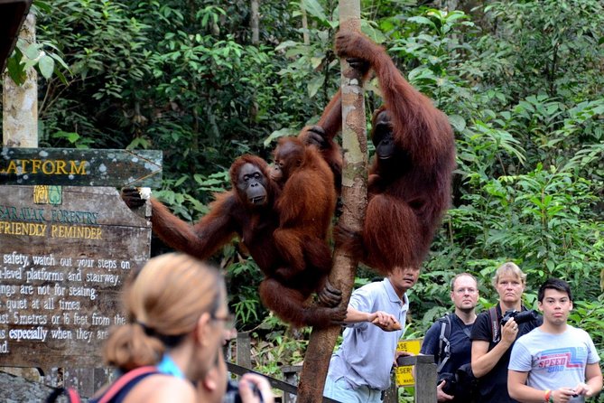 Semenggoh Wildlife Centre Tour: Discover Sarawak’s Orangutans - Feeding time and the chance of an orangutan sighting