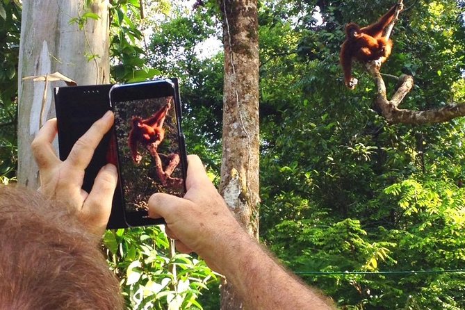 Semenggoh Wildlife Centre Tour: Discover Sarawak’s Orangutans - What the guides add to a short visit