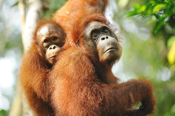 Semenggoh Wildlife Centre Tour: Discover Sarawak’s Orangutans - Is USD 70.10 good value?