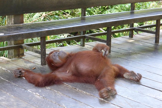 Semenggoh Wildlife Centre Tour: Discover Sarawak’s Orangutans - Who should book this Kuching tour?