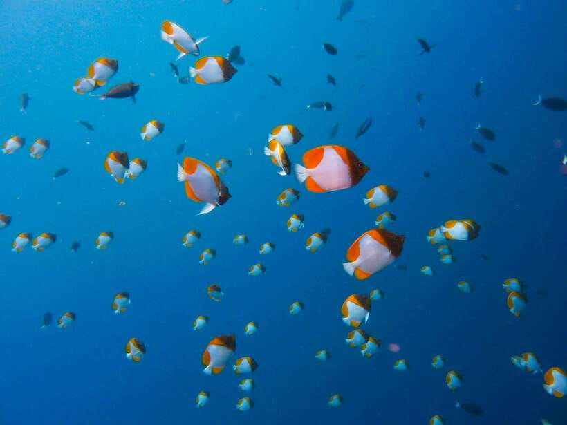 Semporna: Bohey 3 Islands Hike, Snorkel/Dive Tour with Lunch - Is $58 good value?