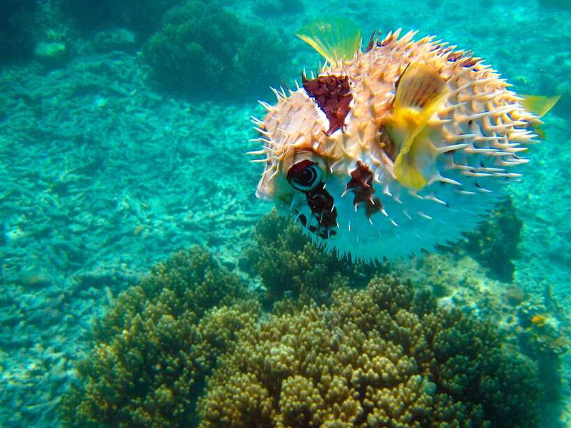 Semporna: Mabul and Kapalai Trip in Snorkel or Dive & Lunch - How the price compares with the experience