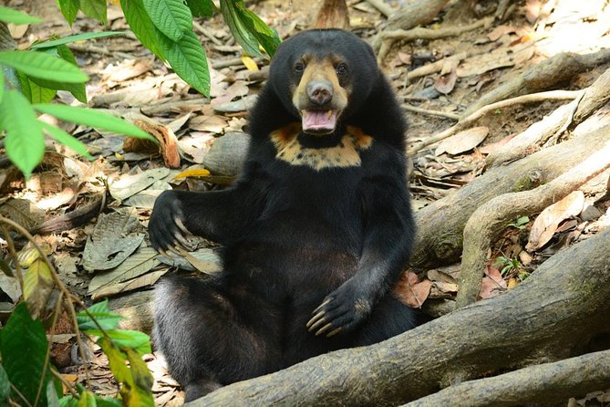 Sepilok Orang Utan & Bornean Sun Bear Centre with Sandakan City Tour with Lunch - Key points before you book