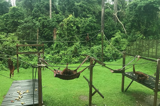 Sepilok Orang Utan & Bornean Sun Bear Centre with Sandakan City Tour with Lunch - Puu Jih Shih Temple, 20 minutes above Sandakan Bay