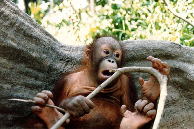 Sepilok Orang Utan & Bornean Sun Bear Centre with Sandakan City Tour with Lunch - Lunch, transfers, and what the $190.79 price covers