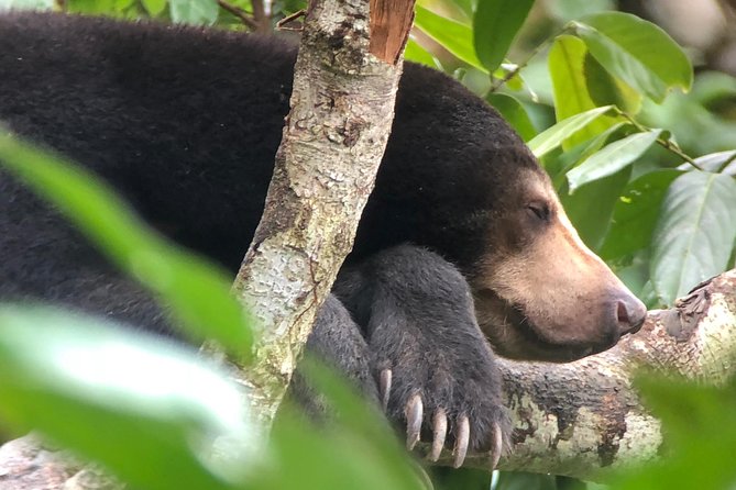 Sepilok Orang Utan & Bornean Sun Bear Centre with Sandakan City Tour with Lunch - Bornean Sun Bear Conservation Centre, one hour of small bears and serious work