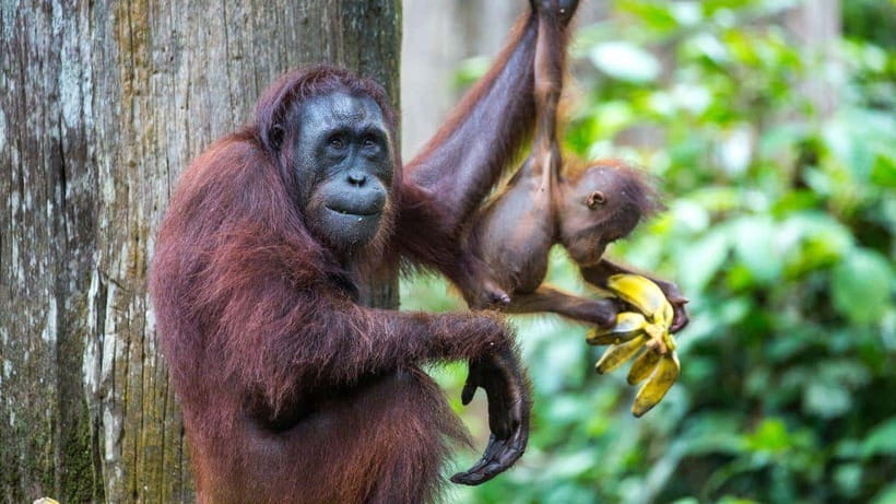 Sepilok Orangutan & Sun Bear Half-Day Tour | Sandakan - Key points at a glance