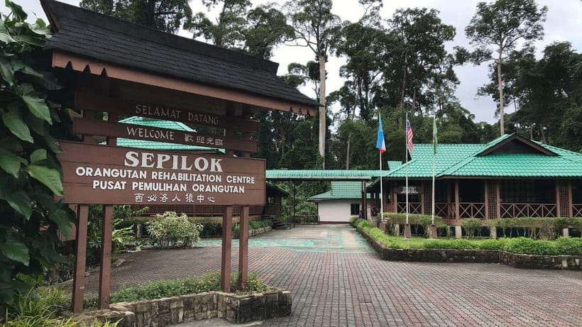 Sepilok Orangutan & Sun Bear Half-Day Tour | Sandakan - Why Sepilok makes this Sandakan tour worthwhile