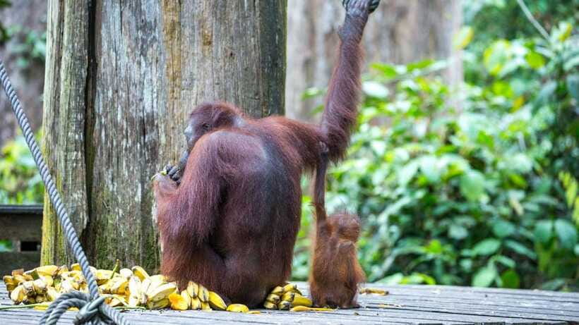 Sepilok Orangutan & Sun Bear Half-Day Tour | Sandakan - Nature Education Centre and Exhibition Hall