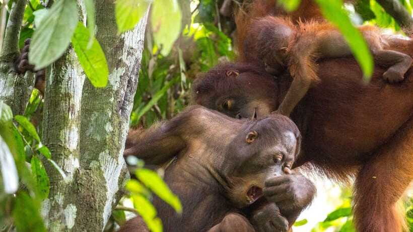 Sepilok Orangutan & Sun Bear Half-Day Tour | Sandakan - A short walk to the world’s smallest bear