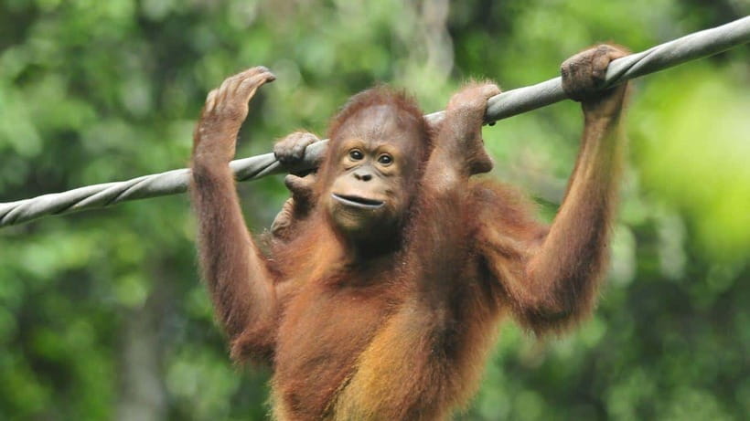 Sepilok Orangutan & Sun Bear Half-Day Tour | Sandakan - Is $169 good value?
