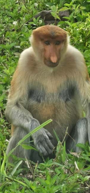 Sepilok OrangUtan, Sun Bear & Labuk Bay Full Day Trip - Why this Sabah wildlife day works