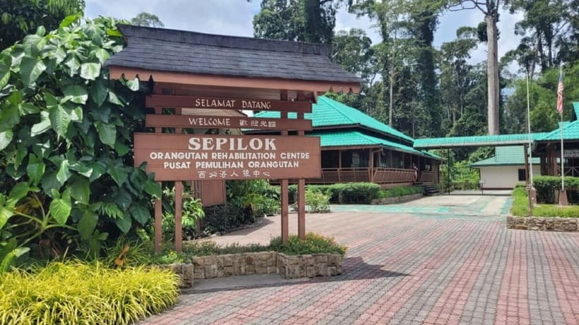 Sepilok OrangUtan, Sun Bear & Labuk Bay Full Day Trip - The 10:00 AM orangutan feeding at Sepilok