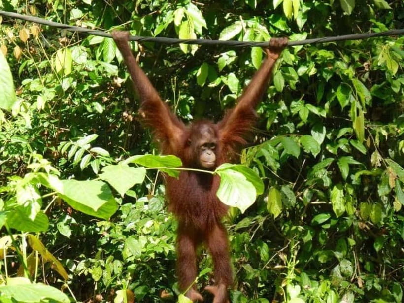 Sepilok OrangUtan, Sun Bear & Labuk Bay Full Day Trip - Starting from Sandakan and reaching Sepilok