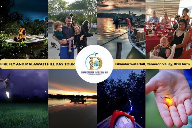 Shared Fireflies Tour with Blue Tears and Seafood Dinner - Looking for the Blue Tears glow