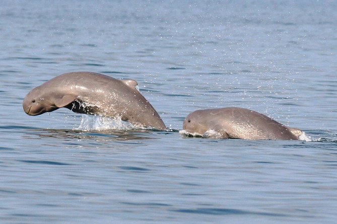 Shared Mangrove & Irrawaddy Dolphin Watching Cruise - Starting at 8:45 am with hotel pickup