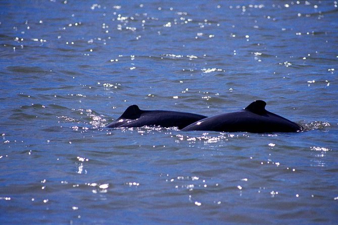 Shared Mangrove & Irrawaddy Dolphin Watching Cruise - Boarding at Kampung Santubong’s Boat Club