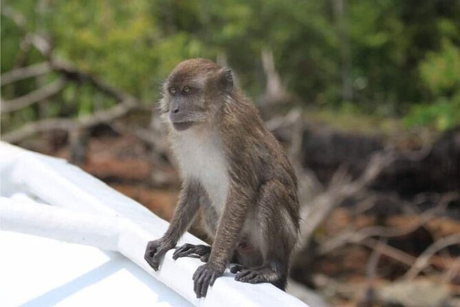 Sharing Half Day Mangrove Boat Tour With Lunch in Langkawi - Fish farm and floating restaurant lunch