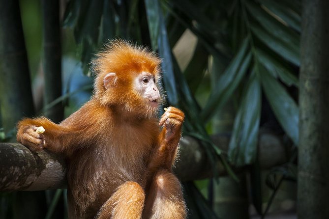 Silver Leaf Monkeys and Firefly Tour with Boat Ride and Seafood Dinner - The late-afternoon ride from Kuala Lumpur