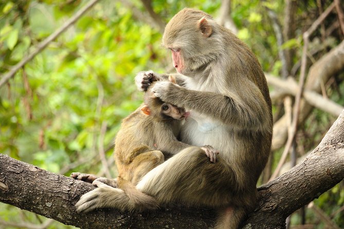 Silver Leaf Monkeys and Firefly Tour with Boat Ride and Seafood Dinner - Seafood dinner before the firefly cruise