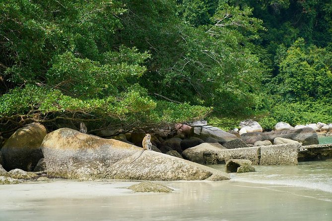 Silver Leaf Monkeys and Firefly Tour with Boat Ride and Seafood Dinner - Kampung Kuantan and the firefly boat ride