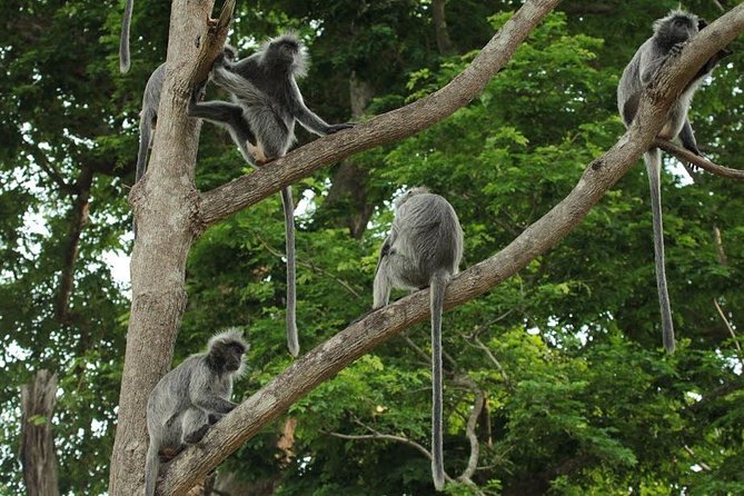 Silver Leaf Monkeys and Firefly Tour with Boat Ride and Seafood Dinner - Bukit Melawati and the golden baby monkeys