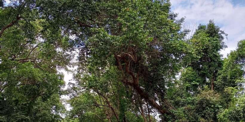 Sungai Berang Wildlife & Cultural Kayak Tour - What the $62 price really covers
