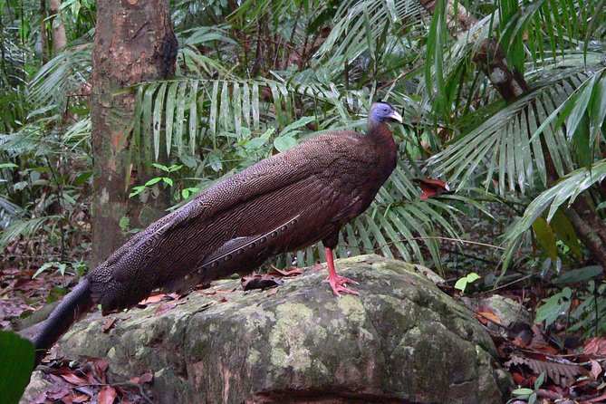 Taman Negara Day Tour with Canopy Walk - Crossing the canopy walkway