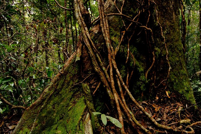 Taman Negara Day Trip from Kuala Lumpur with Lunch - What this Taman Negara day actually involves