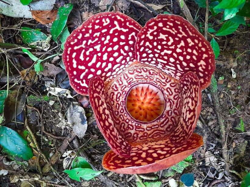 Tambunan: Rafflesia Flower Trekking with Rustic Lunch - Key points at a glance