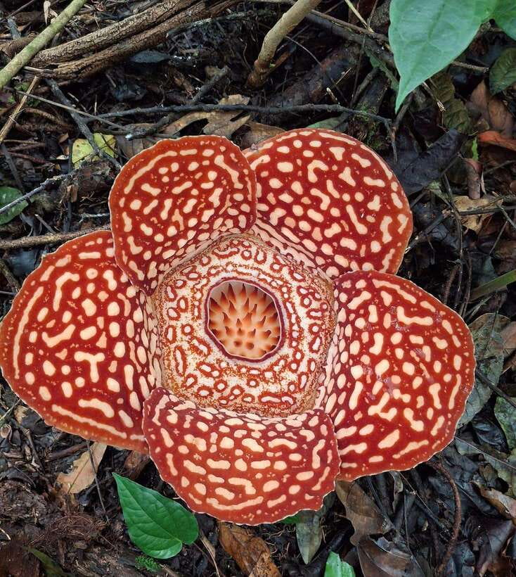 Tambunan: Rafflesia Flower Trekking with Rustic Lunch - Why the Rafflesia is worth the trouble