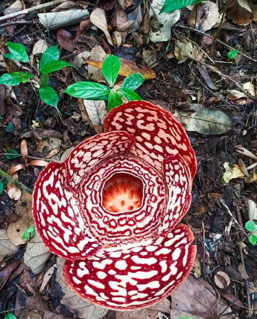 Tambunan: Rafflesia Flower Trekking with Rustic Lunch - The one-hour Tambunan trek