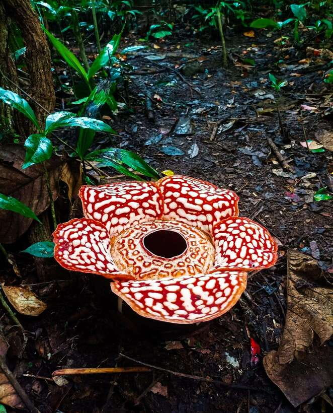 Tambunan: Rafflesia Flower Trekking with Rustic Lunch - Leaving Kota Kinabalu for Tambunan