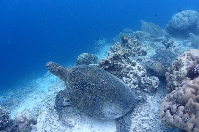 TRY SCUBA (non diver) - Mataking Island: a second chance to enjoy it