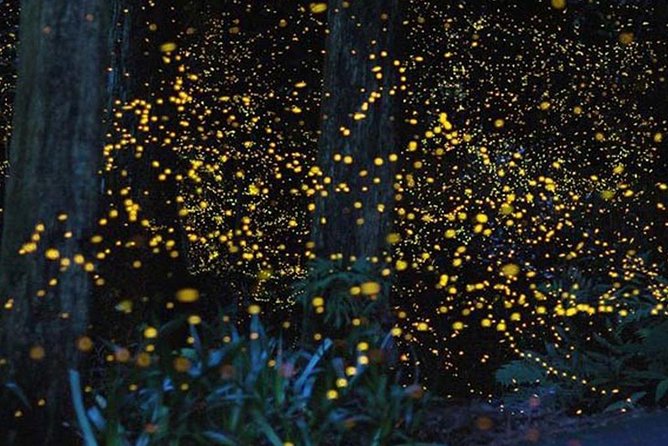 Twinkling Kuala Selangor Firefly Boat Tour from Kuala Lumpur - Altingsburg Lighthouse and sea views