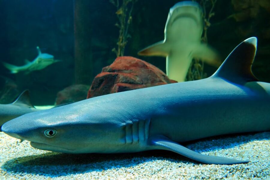 Underwater World Langkawi Admission Ticket - Starting at Jalan Pantai Chenang
