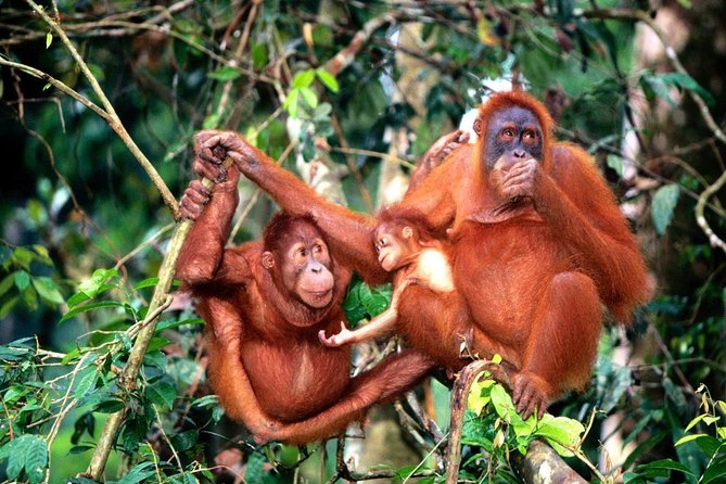 Wildlife & Wonders: Orang Utan Island + Perak Cave Temple Tour - Reaching Orang Utan Island by boat