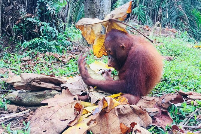 Wildlife & Wonders: Orang Utan Island + Perak Cave Temple Tour - What makes the orangutan visit worthwhile